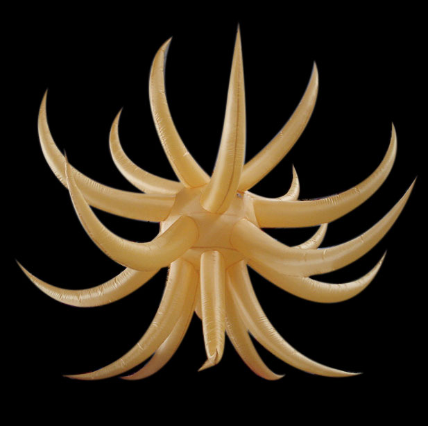 Inflatable Air stars with LED Light for Decoration