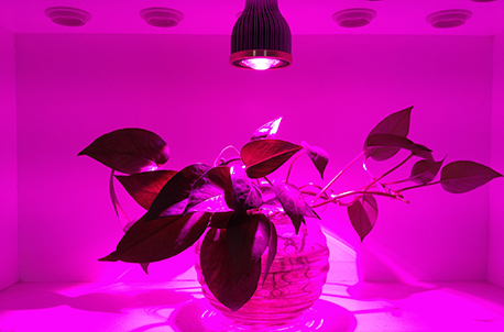 5G GrowSun 12W Spot LED grow light