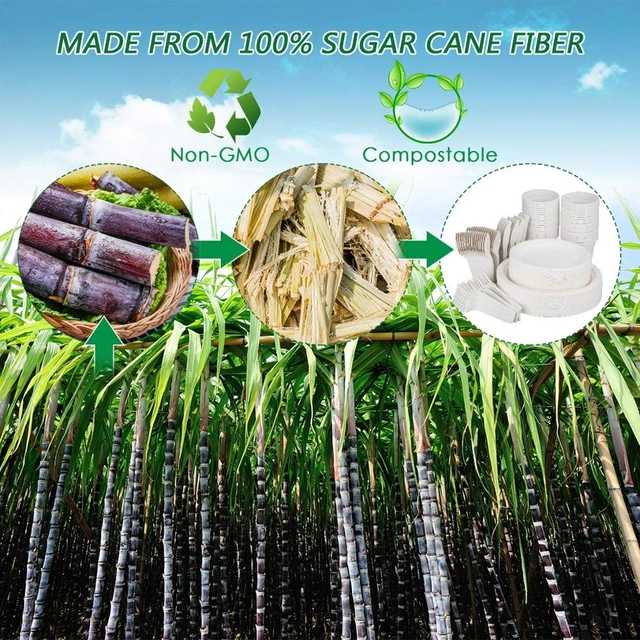 2022 FREE PLASTIC biodegradable disposable sugarcane bagasse Food fruit trays
