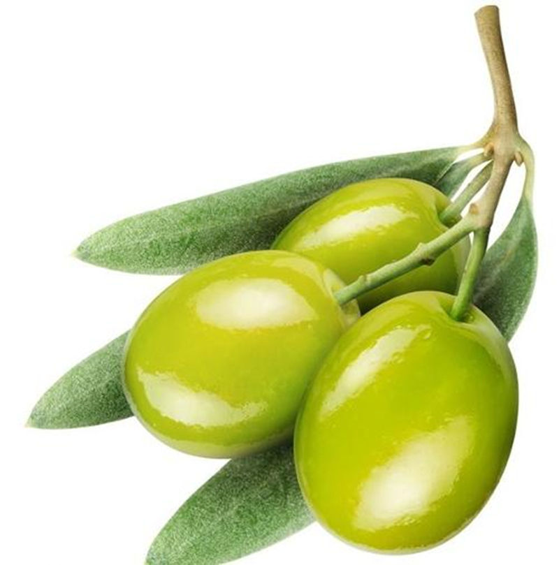 industrial oil expeller Olive cooking edible oil pre- press machine line